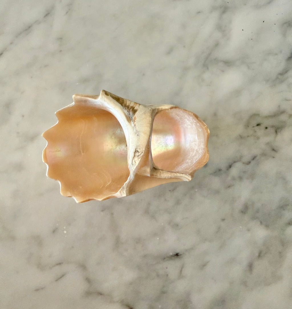 Petite Carved Shell Dish
