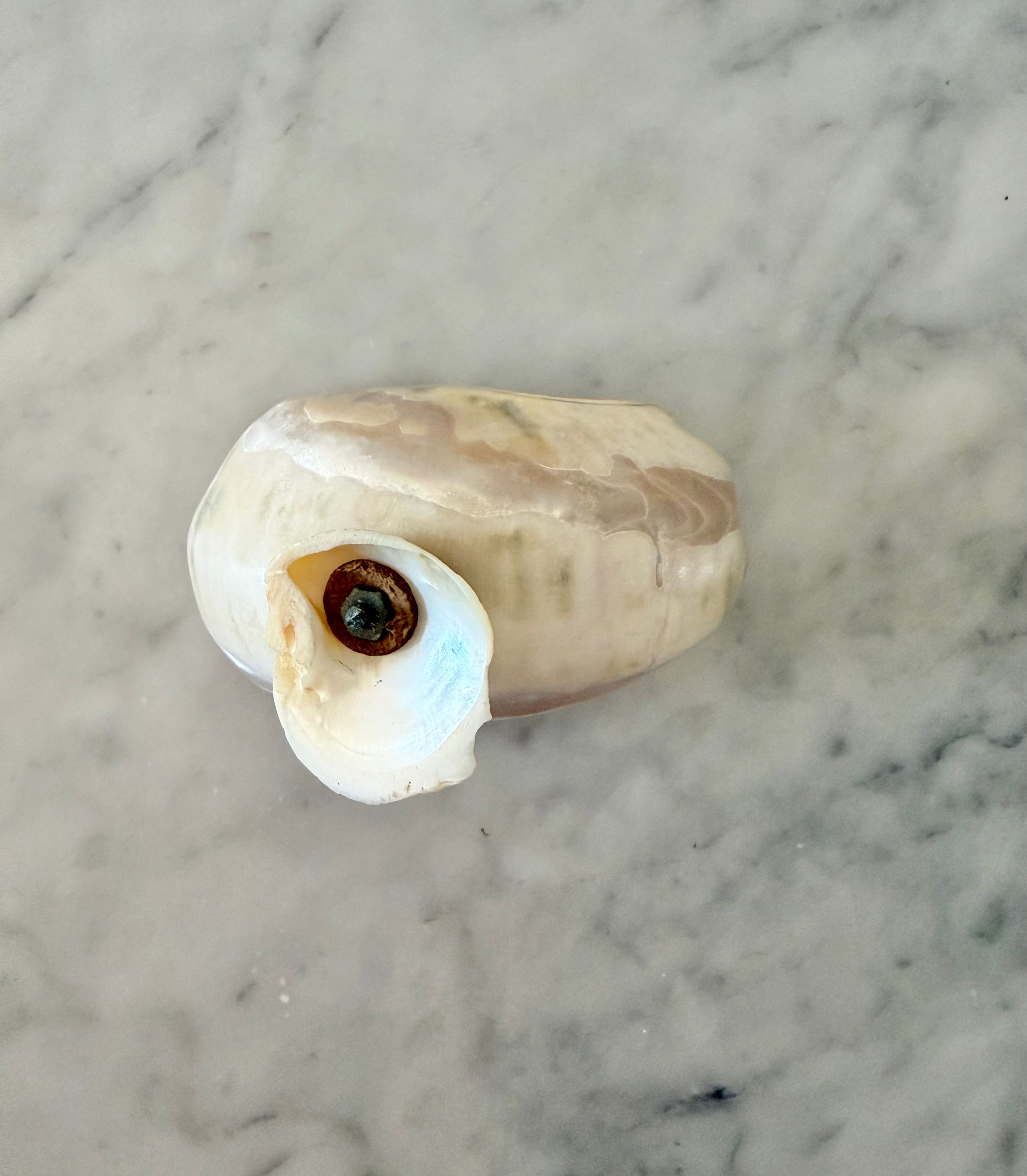 Petite Carved Shell Dish