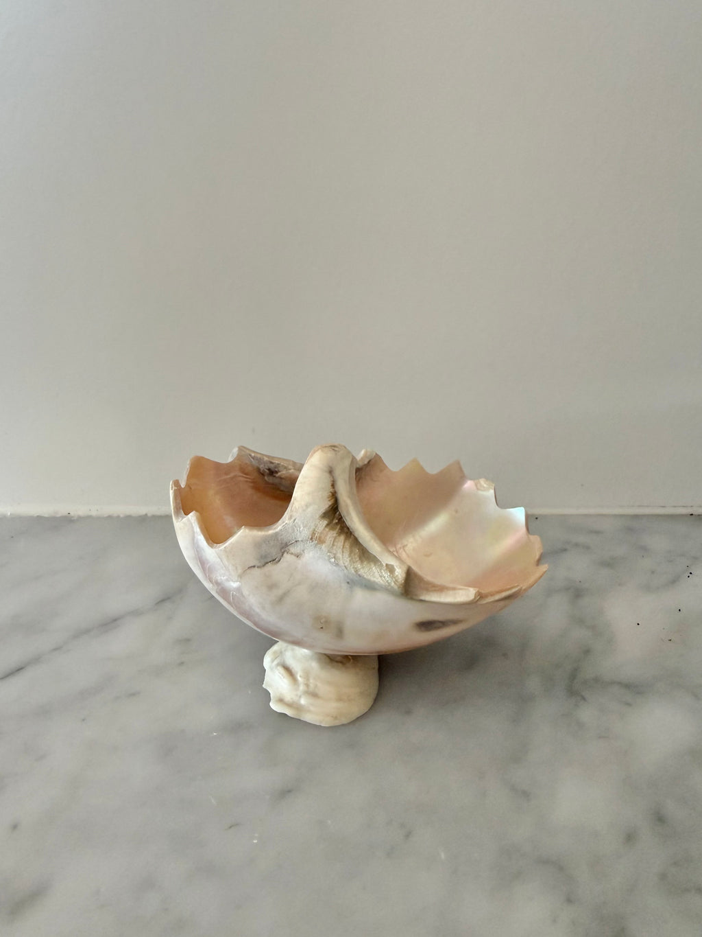 Petite Carved Shell Dish